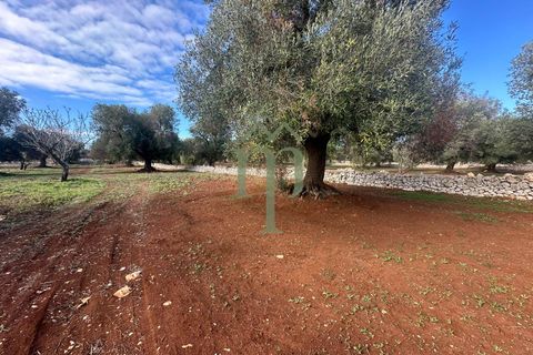 Terra a Carovigno, Brindisi, Carovigno - € 30.000 | Ref: Terreno Prete - foto 13